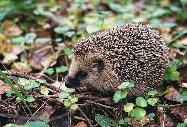 Participez à la création du seul centre de soins pour animaux sauvages du Nord !