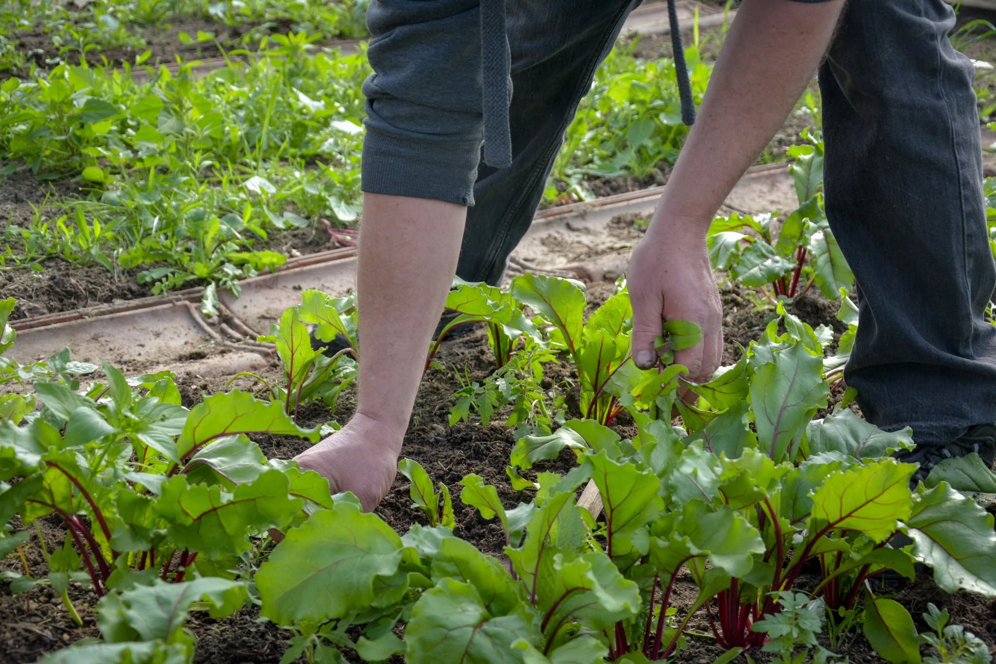 Développons notre autonomie alimentaire !