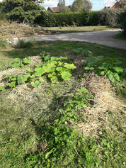Associer les plantes et assurer la rotation des cultures - Atelier du 13 septembre 2023