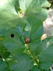 Concours des jardins potagers de Raismes