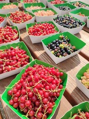 Atelier cuisine avec les habitants