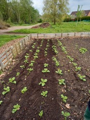 Plantations au potager