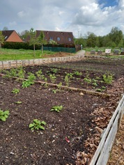 Diverses plantations au potager