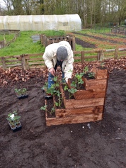 Plantation de fraises dans le bac de culture